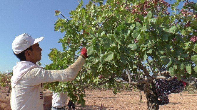 Antep Fıstığı Üreticiyi Ve Tüccarı Hayal Kırıklığına Uğrattı