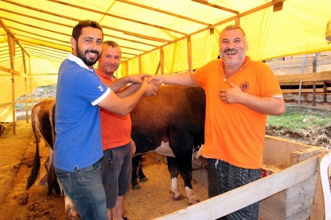 Kurbanlıklar Görücüye Çıktı