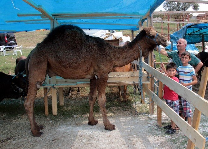 Kurbanlıklar Görücüye Çıktı