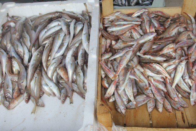 Balık Sezonu Açıldı, Tezgahlar Şenlendi