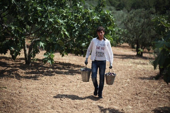 Siyah İncire Büyükşehirle İhracat Dopingi