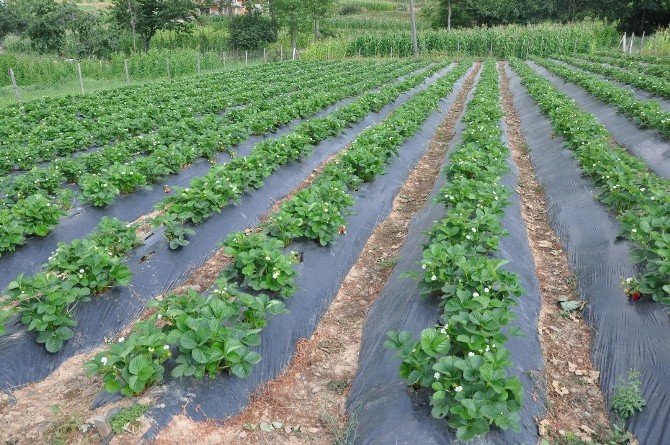 Gümüşhane’de Çiftçilere Çilek Fidesi Dağıtımı Yapıldı