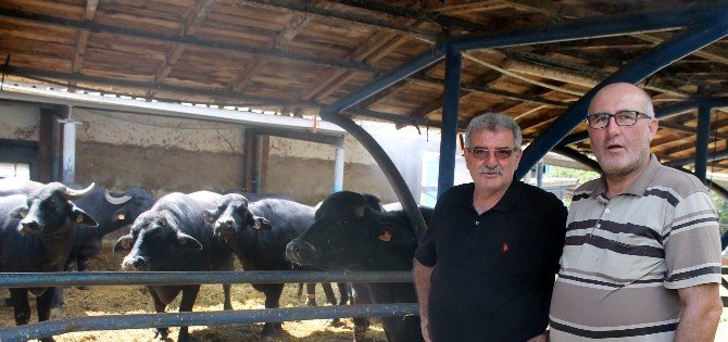 Meşhur İtalyan Peynirleri Bursa’da Manda Sütünden Üretiliyor