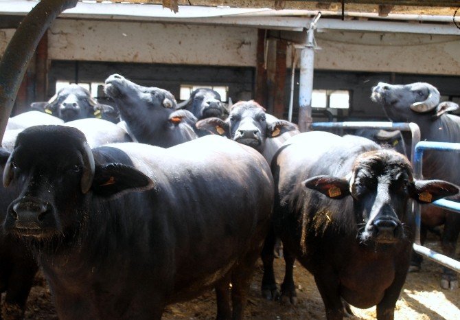 Meşhur İtalyan Peynirleri Bursa’da Manda Sütünden Üretiliyor