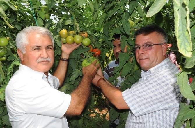 İhracatlık Domates Yüzleri Güldürüyor