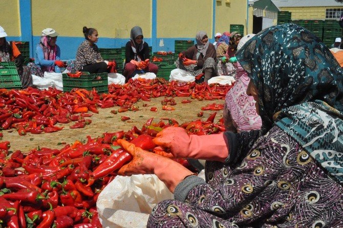 İnegöl’den Hollanda’ya Salça İhracatı