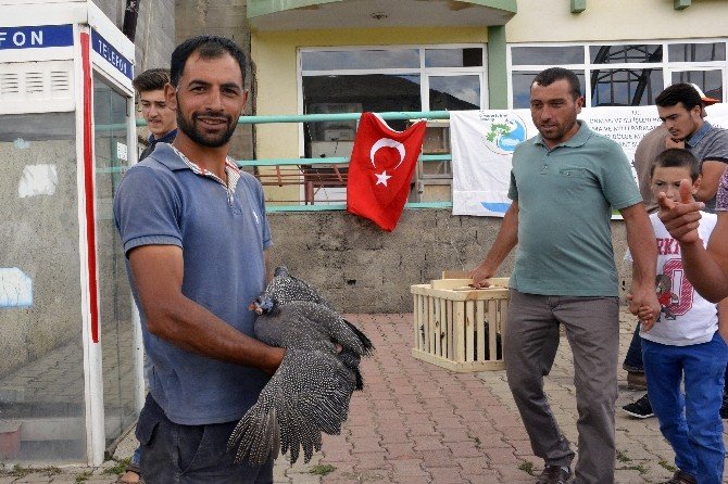 Gümüşhane’de Beç Tavuğu Dağıtımı Devam Ediyor