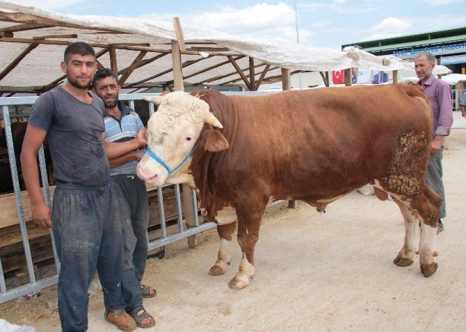 1 Tonluk "Paşa" Adlı Dana 17 Bin Tl’ye Alıcı Bekliyor