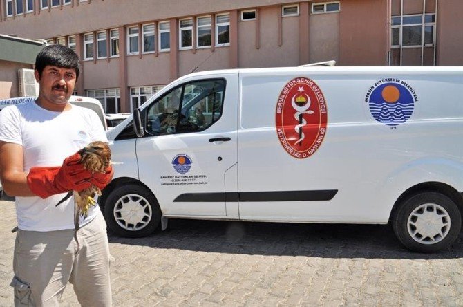Yaralı Şahinin İmdadına Veteriner, Hayvan Ambulansı İle Yetişti