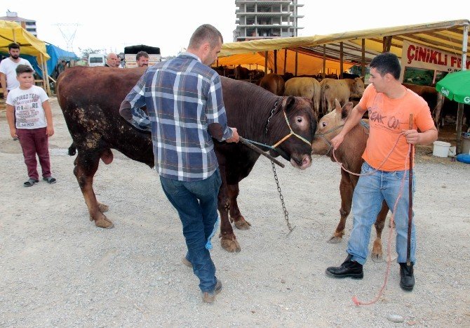 Tonluk Hayvanlar Vatandaşların İlgi Odağı Oldu