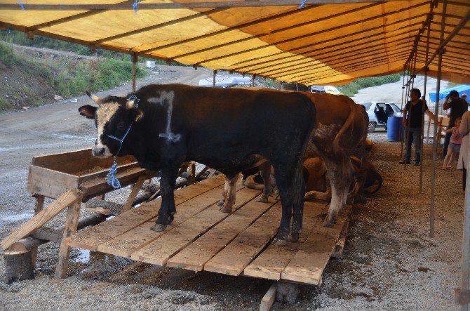 Bu Kurban Pazarında Kurbanlıklar Hediyeli