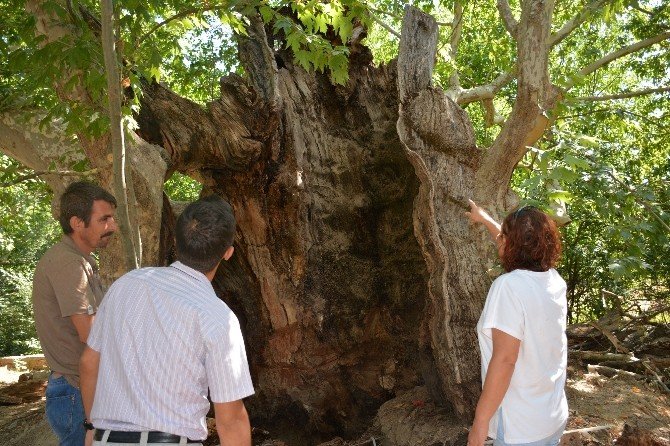 Tarihe Tanıklık Eden Bin 200 Yıllık Ağaç Bakıma Alındı