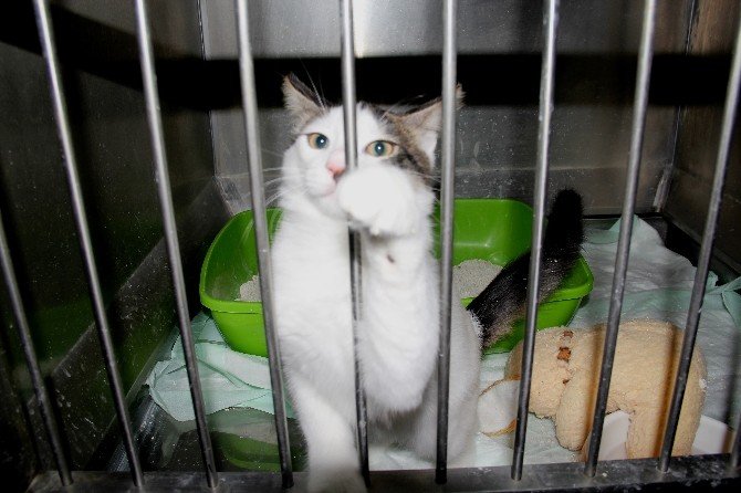 İlk Türk Kadın Veterinerlerin Projesi Dünyaya Umut Olacak