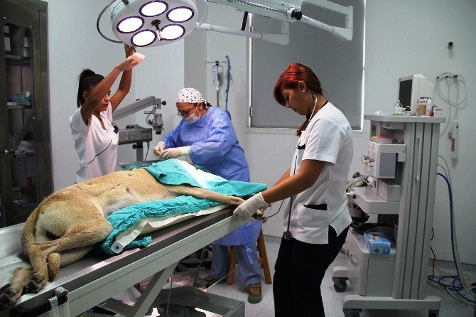 İlk Türk Kadın Veterinerlerin Projesi Dünyaya Umut Olacak