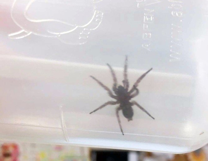 Kulağından Canlı Örümcek Çıktı