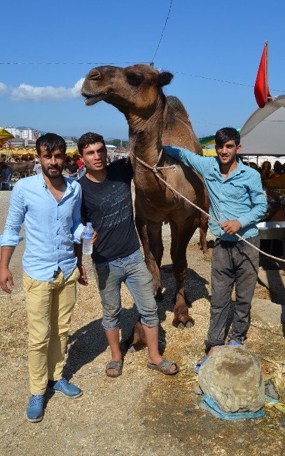 Trabzon’da Kurban Pazarına Bölgedeki Arap Turistler İçin Kurbanlık Deve Getirdiler