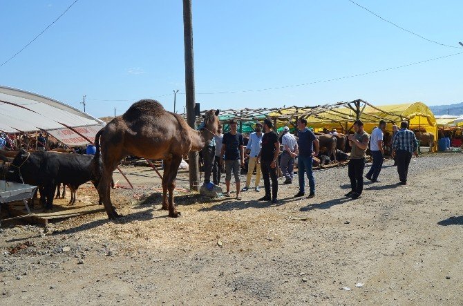 Trabzon’da Kurban Pazarına Bölgedeki Arap Turistler İçin Kurbanlık Deve Getirdiler