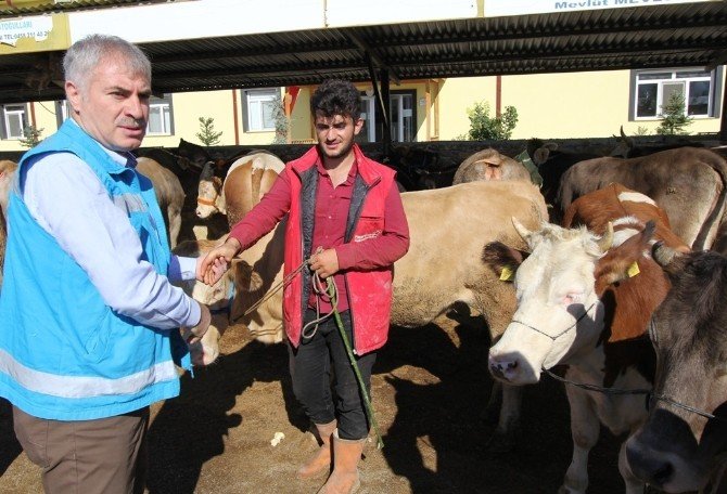 Vali Ustaoğlu Ve Başkan Memiş Kurban Pazarını İnceledi