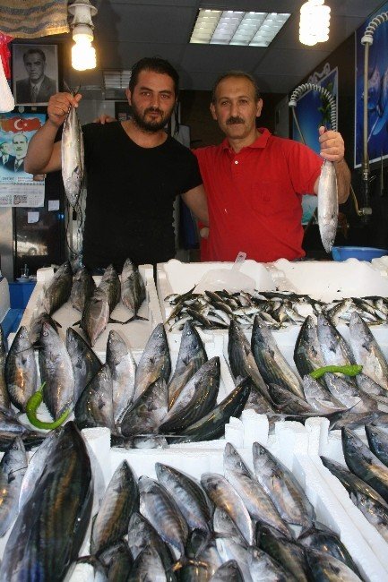 Palamut Tezgahlarda Kendini Göstermeye Başladı