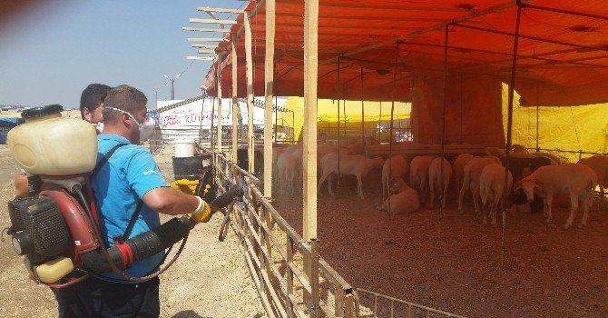 Kurban Kesiminde Sağlıklı Koşullara Dikkat