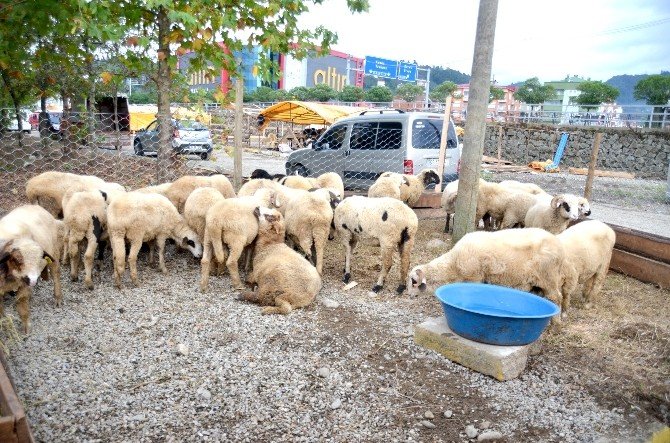 Küçükbaş Hayvan Sayısı Doğu Karadeniz’de Arttı