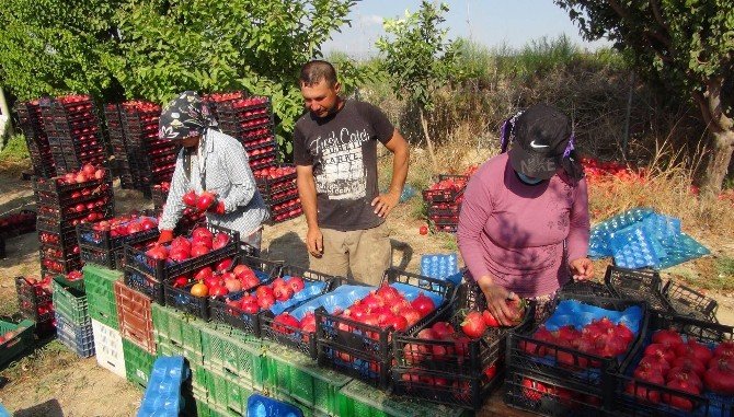 Yılın İlk Nar Hasadı Yapıldı