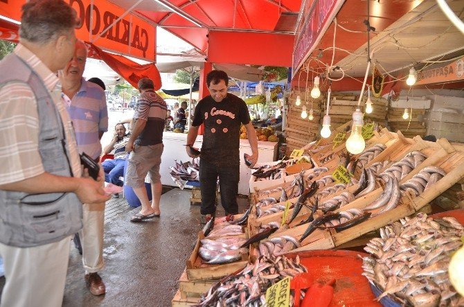 Marmara’da Hamsi Bereketi