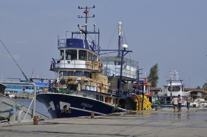 Marmara’da Hamsi Bereketi
