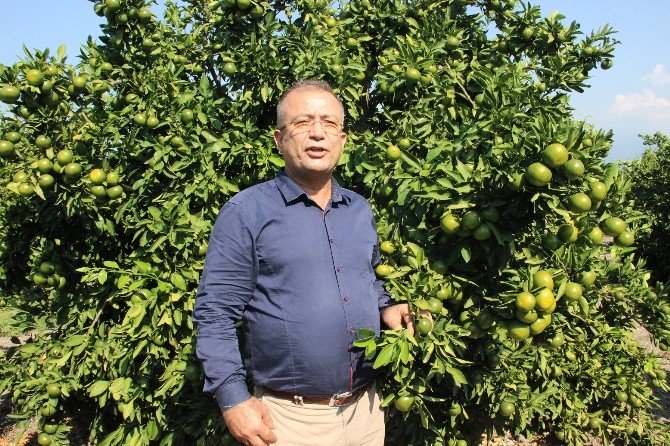 Narenciyede "Rusya" Sevinci