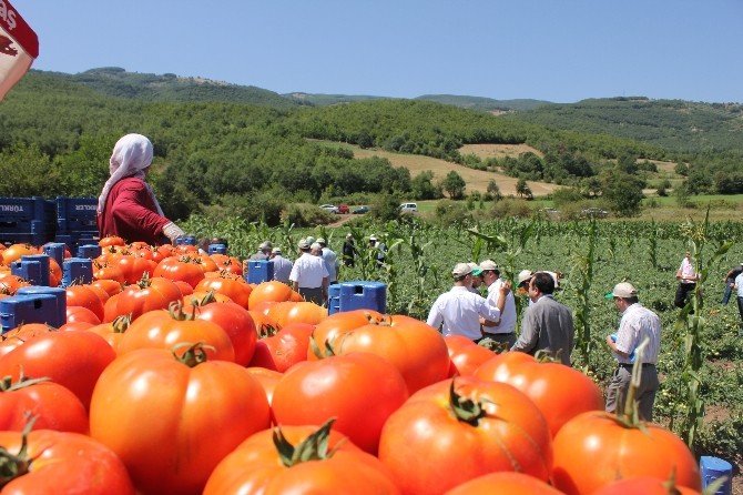 Tokat Domatesi 54 İle Gönderiliyor, Salçası 4 Ülkeye İhraç Ediliyor