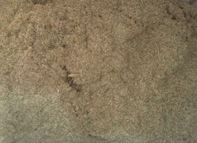 Çölyaklıların Umudu Karabuğdayda İlk Hasat