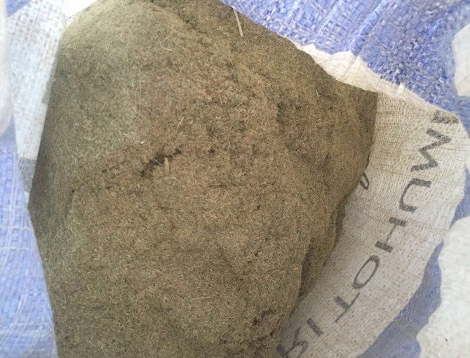 Çölyaklıların Umudu Karabuğdayda İlk Hasat