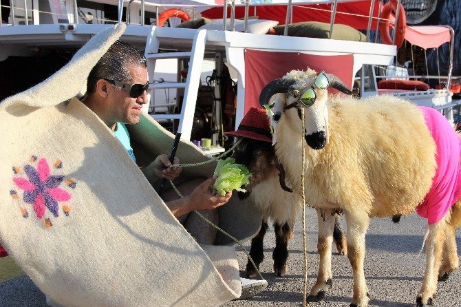 Aydın Aydın Kurbanlık Koyunlarla Lüks Yata Binip, Denize Girdi