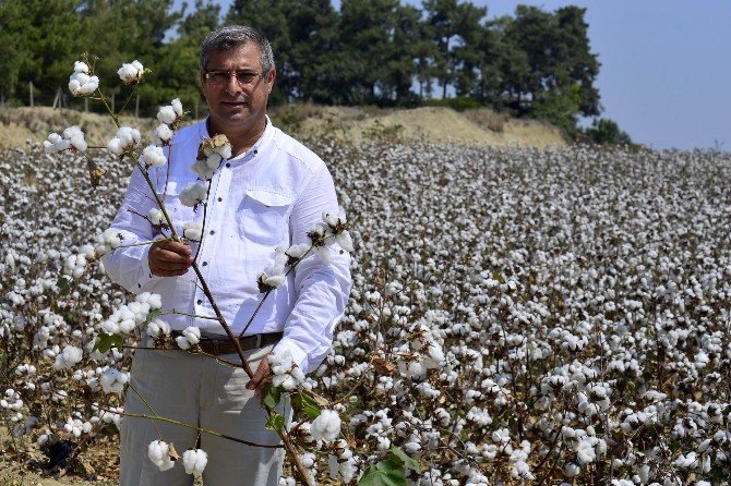 Çiftçiler Pamukta Daha Fazla Destek İstiyor