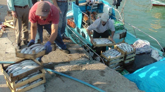 Karadeniz’de Palamut Bolluğu