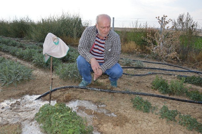 Doğal Tedavi Bitkileri Feylesoflardan