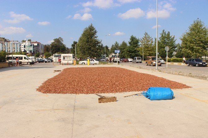 Yol Kenarı Fındık Harmanı