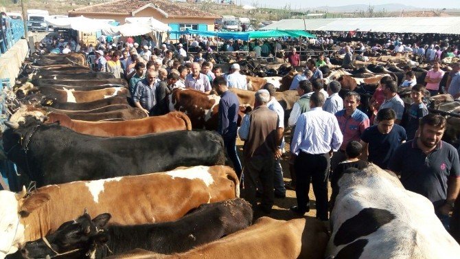 Vezirköprü’de Kurban Pazarı Hareketlendi
