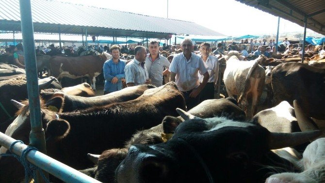 Vezirköprü’de Kurban Pazarı Hareketlendi