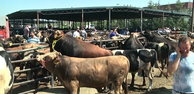 Düzce’de Hayvan Pazarında Hareketlilik