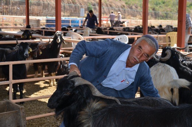 Kurbanlıklar Yeni Sahiplerini Buldu