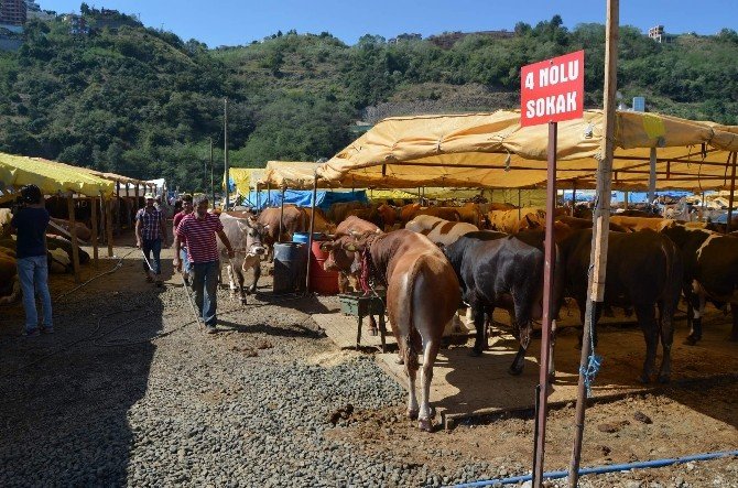 Trabzon’daki Kurban Pazarında Son Gün Yoğunluğu