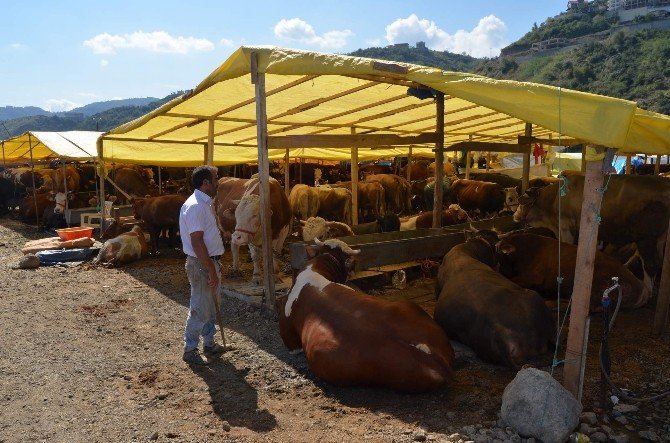 Trabzon’daki Kurban Pazarında Son Gün Yoğunluğu