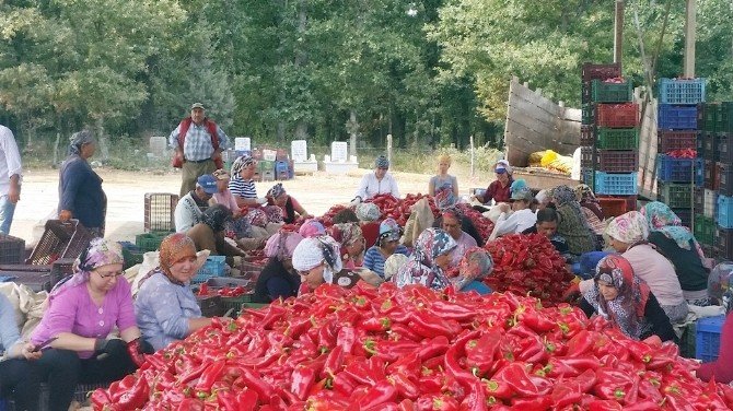 Kapya Biber Üreticisi Düşük Fiyattan Dertli