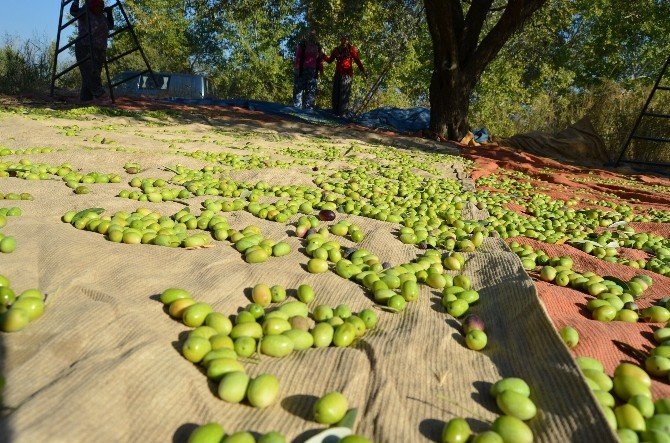 Sofralık Zeytin İhracatını Rekor İhracat Fiyatı Da Kurtaramadı