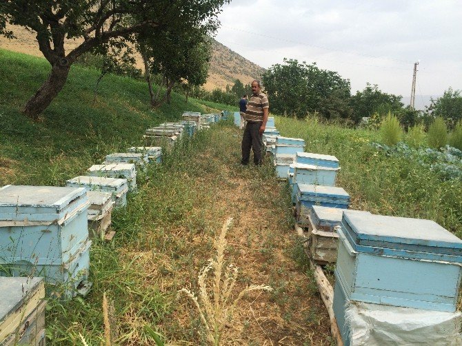 Hizan Balı Markalaşma Yolunda