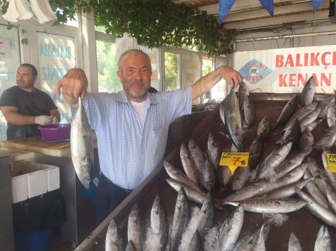 Balık Bollaştı, Fiyat Ucuzladı
