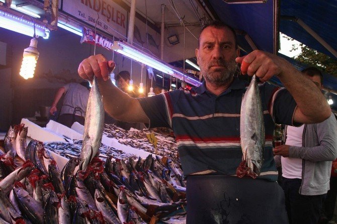 Palamut Büyüdü, Fiyatı Düştü