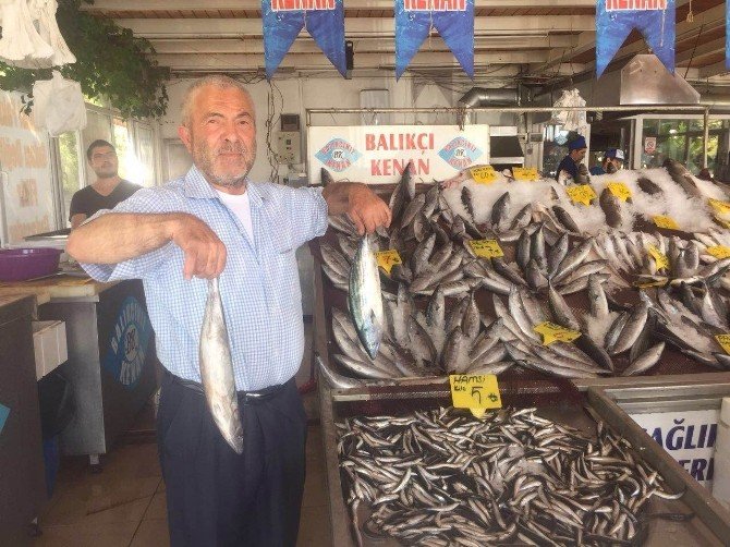 Balık Bollaştı, Fiyat Ucuzladı