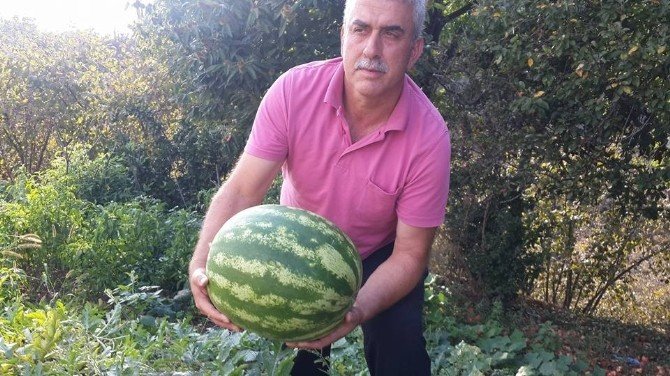 Karadeniz’de Karpuz Bereketi
